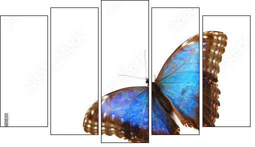 blue morpho isolated - Five-piece canvas print, Pentaptych