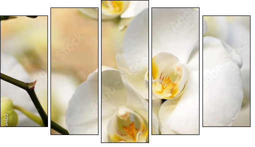 White orchid - Five-piece canvas print, Pentaptych