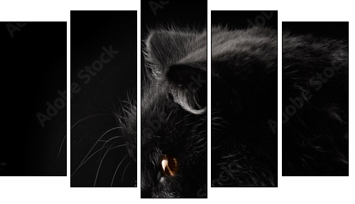 black persian cat on black background - Five-piece canvas print, Pentaptych