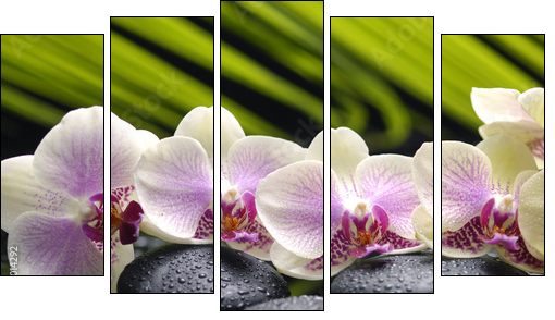 Set of branch orchid with stones- palm leaf background - Five-piece canvas print, Pentaptych