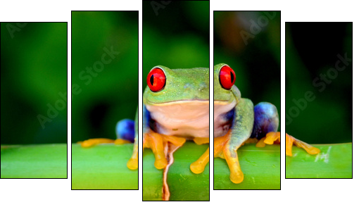 Red eyed tree frog looking curious - Five-piece canvas print, Pentaptych