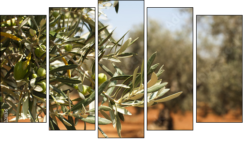 Olive plantation and olives on branch - Five-piece canvas print, Pentaptych