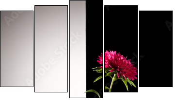 red aster flower - Five-piece canvas print, Pentaptych