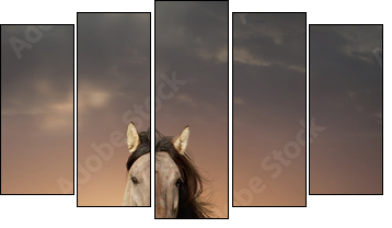 wild stallion running in sunset - Five-piece canvas print, Pentaptych