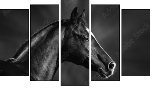 Black and white portrait of arabian stallion - Five-piece canvas print, Pentaptych