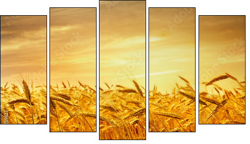 A field of wheat in the golden light of sunset. - Five-piece canvas print, Pentaptych