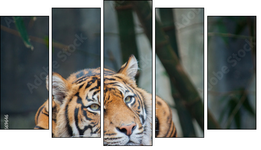 Endangered Sumatran Tiger - Five-piece canvas print, Pentaptych