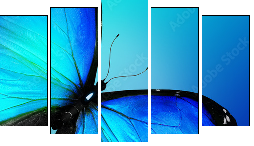 Blue butterfly on blue background - Five-piece canvas print, Pentaptych