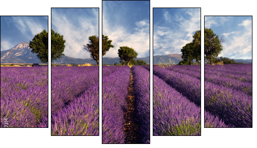 Lavender field in Provence, France - Five-piece canvas print, Pentaptych