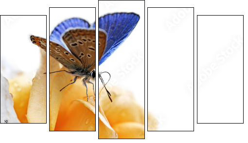 blue butterfly isolated on white background - Five-piece canvas print, Pentaptych