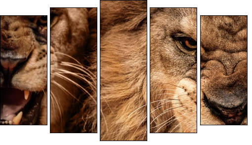 Close-up shot of two roaring lion - Five-piece canvas print, Pentaptych