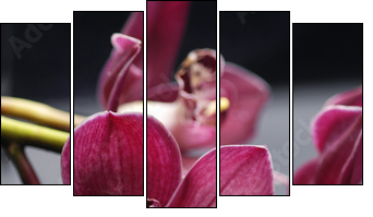 set of branch gorgeous red orchid on stones reflection - Five-piece canvas print, Pentaptych