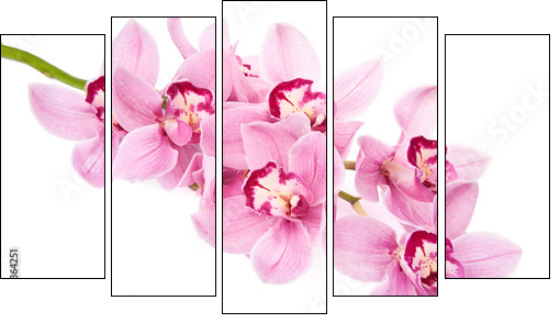 pink orchid flowers isolated - Five-piece canvas print, Pentaptych