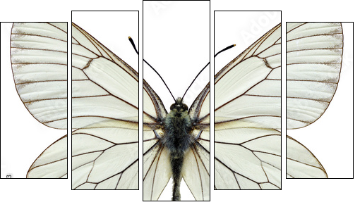 Isolated Black-veined White butterfly - Five-piece canvas print, Pentaptych