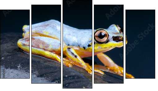 White Tree Frog / Heterixalus madagascariensis - Five-piece canvas print, Pentaptych