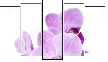 Light purple orchid isolated on white - Five-piece canvas print, Pentaptych