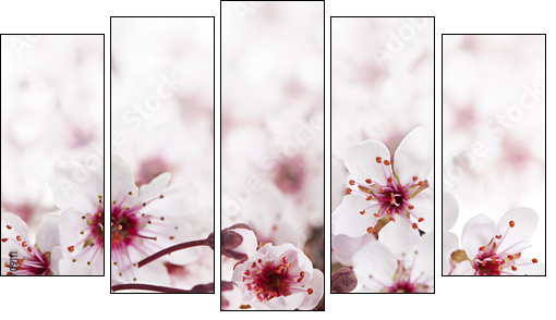 Cherry blossoms - Five-piece canvas print, Pentaptych