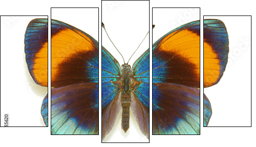 Exotic butterfly Asterope sapphira - Five-piece canvas print, Pentaptych