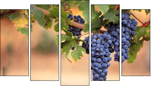 Large bunches of red wine grapes on vine - Five-piece canvas print, Pentaptych