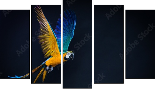 Colourful flying Ara on a dark background - Five-piece canvas print, Pentaptych