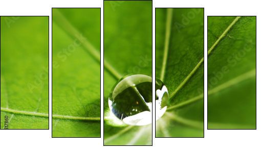 Water drop on green leaf - Five-piece canvas print, Pentaptych