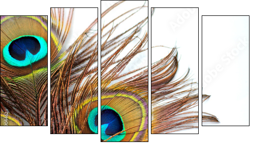 Three peacock feathers - Five-piece canvas print, Pentaptych