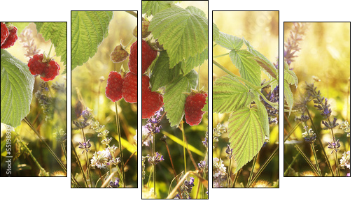 Raspberry.Garden raspberries at Sunset.Soft Focus - Five-piece canvas print, Pentaptych