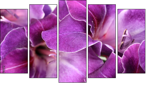 Beautiful gladiolus flower close up - Five-piece canvas print, Pentaptych