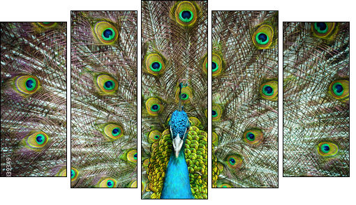 Peacock closeup on a background of feathers - Five-piece canvas print, Pentaptych
