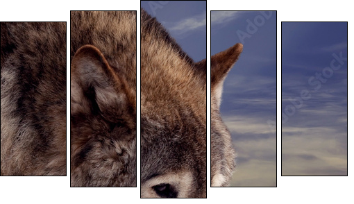 Head of wolf - Five-piece canvas print, Pentaptych