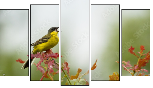 Yellow Wagtail singing on tree branch - Five-piece canvas print, Pentaptych