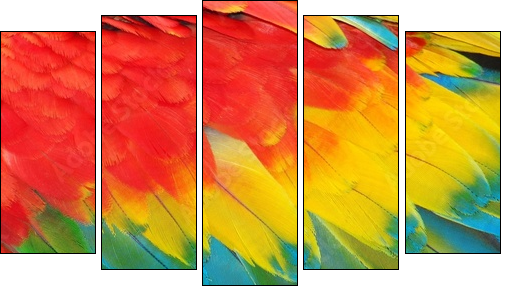 Parrot feathers, red and blue exotic texture - Five-piece canvas print, Pentaptych