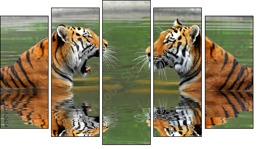 Siberian Tigers in water - Five-piece canvas print, Pentaptych