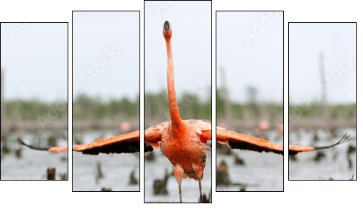 The American Flamingo (Phoenicopterus ruber) - Five-piece canvas print, Pentaptych