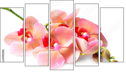 Beautiful blooming orchid isolated on white - Five-piece canvas print, Pentaptych