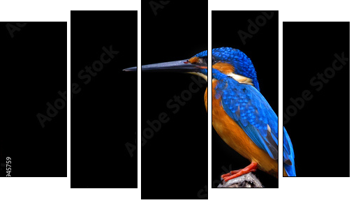 Kingfisher - Five-piece canvas print, Pentaptych