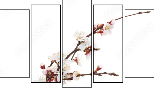 beautiful apricot blossom  in transparent vase isolated - Five-piece canvas print, Pentaptych