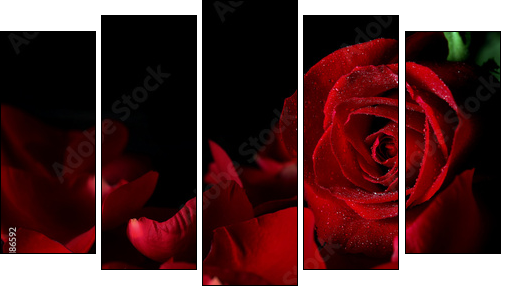 Red rose - Five-piece canvas print, Pentaptych