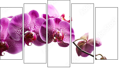 Purple orchid flowers isolated on white background - Five-piece canvas print, Pentaptych