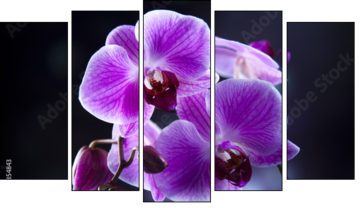 Orchid - Five-piece canvas print, Pentaptych