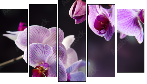 Beautiful orchids - Five-piece canvas print, Pentaptych