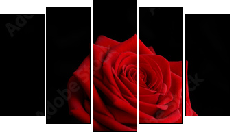 a rose from the darkness - Five-piece canvas print, Pentaptych