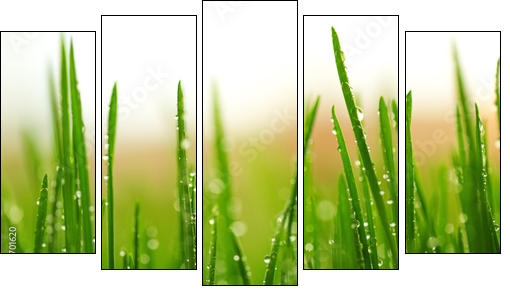 Green wet grass with dew on a blades - Five-piece canvas print, Pentaptych