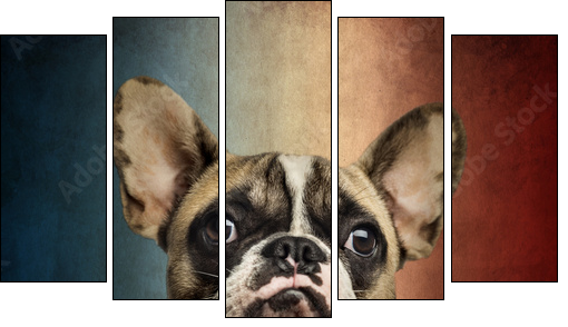 Close-up of a French Bulldog, on a vintage colored background - Five-piece canvas print, Pentaptych