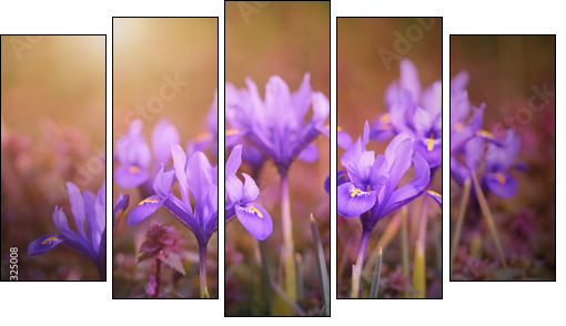 Iris flower bloom early spring - Five-piece canvas print, Pentaptych