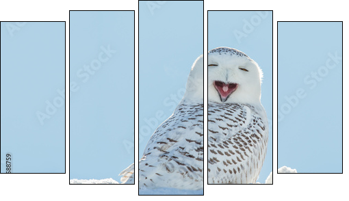 Snowy Owl - Yawning / Smiling in Snow - Five-piece canvas print, Pentaptych