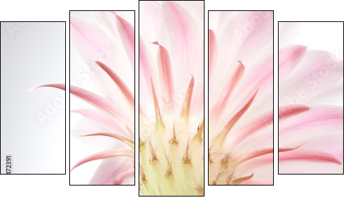 Light  pink cactus flower . - Five-piece canvas print, Pentaptych