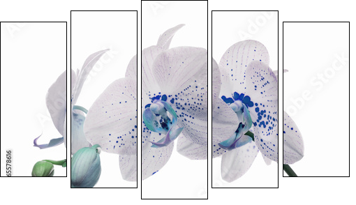 orchid flowers with large and small blue spots - Five-piece canvas print, Pentaptych