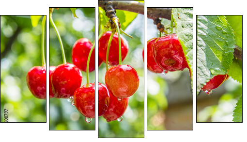 Cherry red berries on a tree branch with water drops - Five-piece canvas print, Pentaptych