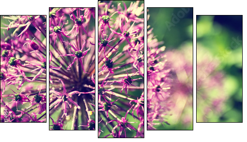 Blooming onion in a garden close up - Five-piece canvas print, Pentaptych